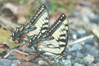 Two Tiger Swallowtails @ MCNC